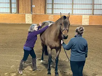 Two women are working on a horse in an arena.