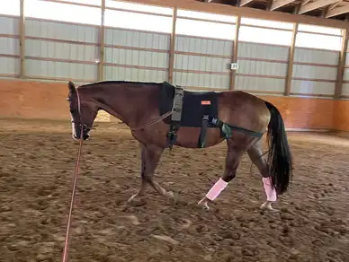 A horse is standing in the dirt with its head down.