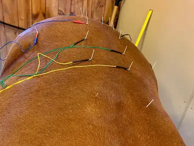 A horse is laying down with many wires on its back.