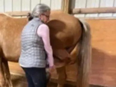 A woman is petting the tail of a horse.