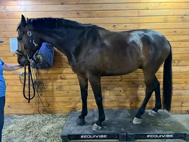 A horse standing on top of a box in its stall.