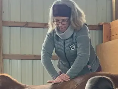 A woman in grey jacket cutting something on top of horse.