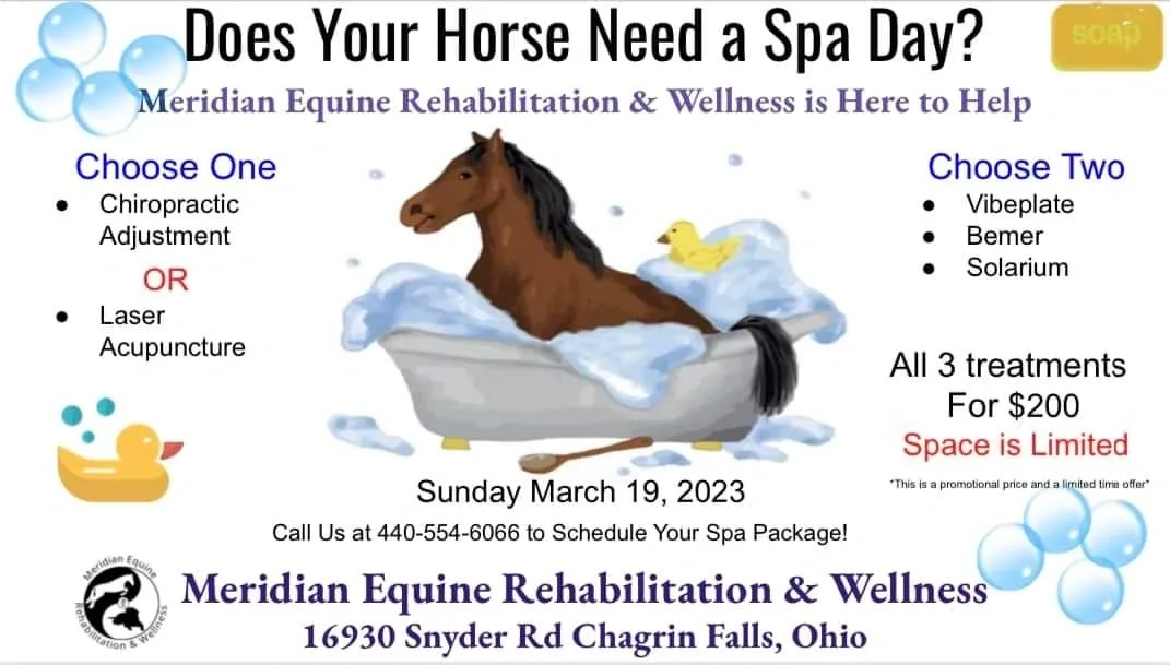 A horse is sitting in the middle of a bath tub.