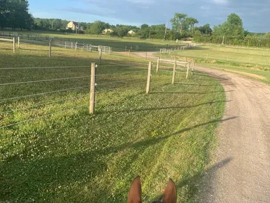 A horse is standing on the side of a road.