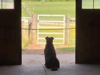 A dog sitting in front of a door.